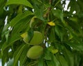 Unripe Almond Drupes