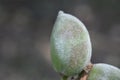 Unripe almond fruit at spring macro