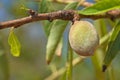 Unripe almond on tree Royalty Free Stock Photo