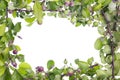 Unripe apple branches frame Royalty Free Stock Photo