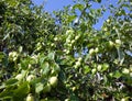 The unripe apples on apple tree branches.Close up in a sunny day Royalty Free Stock Photo