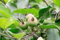 Unripe apples on the branches in the garden Royalty Free Stock Photo