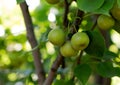 Unripe Apples in Kibbutz Ein Zivan Israel