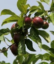 Unripe Apples Royalty Free Stock Photo