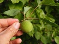 Unripe apricot, raw apricot, very sour raw apricot pictures, a handful of apricots, apricot tree green raw apricot fruit Royalty Free Stock Photo