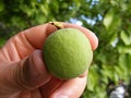 Unripe apricot, raw apricot, very sour raw apricot pictures, a handful of apricots, apricot tree green raw apricot fruit Royalty Free Stock Photo