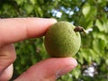 Unripe apricot, raw apricot, very sour raw apricot pictures, a handful of apricots, apricot tree green raw apricot fruit Royalty Free Stock Photo