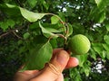 Unripe apricot, raw apricot, very sour raw apricot pictures, a handful of apricots, apricot tree green raw apricot fruit Royalty Free Stock Photo