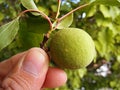 Unripe apricot, raw apricot, very sour raw apricot pictures, a handful of apricots, apricot tree green raw apricot fruit Royalty Free Stock Photo