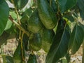 Unripe Avocado Hanging from Avocado Tree Royalty Free Stock Photo