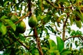 unripe avocado, still hanging on the tree.