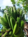 an unripe banana, banana tree