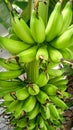 unripe banana bunches still on the tree Royalty Free Stock Photo