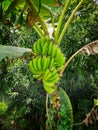 Unripe banana hanging on the banana tree