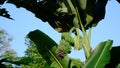 Unripe banana on Banana tree in a farm