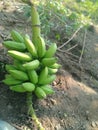Unripe banana ulin berlin small green banana Royalty Free Stock Photo