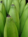 Unripe bananas arrangement after harvest, typical tropical fruits
