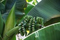 Unripe bananas, green leaves, small bananas