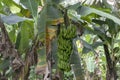 Unripe bananas in the jungle close up: Green Banana tree in the rainforest of Amazon River basin in South America Royalty Free Stock Photo