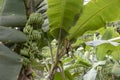 Unripe bananas in the jungle close up: Green Banana tree in the rainforest of Amazon River basin in South America Royalty Free Stock Photo