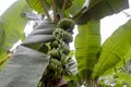 Unripe bananas in the jungle close up: Green Banana tree in the rainforest of Amazon River basin in South America Royalty Free Stock Photo