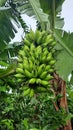 unripe bananas look refreshing green