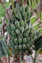 Unripe Bananas Royalty Free Stock Photo