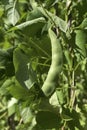 Unripe Beans Green Pod Plant