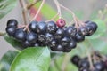 Unripe berries of an Aronia prunifolia Nero