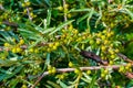 Unripe berries of medicinal and food plants of sea buckthorn on branches with green leaves, harvest on a Bush