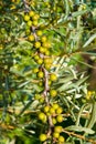 Unripe berries of medicinal and food plants of sea buckthorn on branches with green leaves, harvest on a Bush
