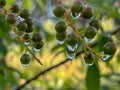 Unripe bird cherry fruits with hanging drops