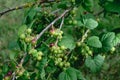 Unripe Black Currants Growing on Bush in Countryside Royalty Free Stock Photo