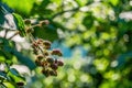 Unripe blackberries on a branch in the garden