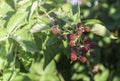 Unripe blackberries on the bush with selective focus. Bunch of berries