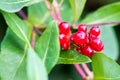 Unripe blackberries growing in the garden Royalty Free Stock Photo