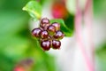 Unripe blackberries growing in the garden Royalty Free Stock Photo