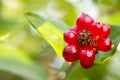 Unripe blackberries growing in the garden Royalty Free Stock Photo