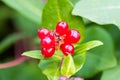 Unripe blackberries growing in the garden Royalty Free Stock Photo