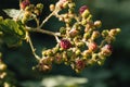 Unripe blackberries (Rubus fruticosus) growing in the wild under the summer afternoon sun Royalty Free Stock Photo