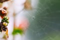 Unripe blackberrieson green blurred nature background with spider web