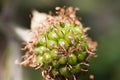 Unripe blackberry