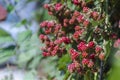 Unripe blackberry on the branch. Selective focus Royalty Free Stock Photo