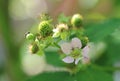 Unripe blackberry Royalty Free Stock Photo