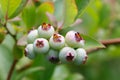 Unripe blue berry fruit in summer garden