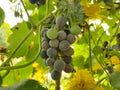 Unripe blue grapes on a branch of a vine in a garden on a sunny day. Bunch of grapes on a branch, not ripe berry.