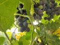 Unripe blue grapes on a branch of a vine in a garden on a sunny day. Bunch of grapes on a branch, not ripe berry.