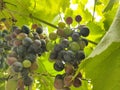 Unripe blue grapes on a branch of a vine in a garden on a sunny day. Bunch of grapes on a branch, not ripe berry.