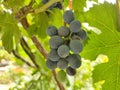 Unripe blue grapes on a branch of a vine in a garden on a sunny day. Bunch of grapes on a branch, not ripe berry.