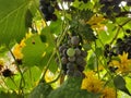 Unripe blue grapes on a branch of a vine in a garden on a sunny day. Bunch of grapes on a branch, not ripe berry.